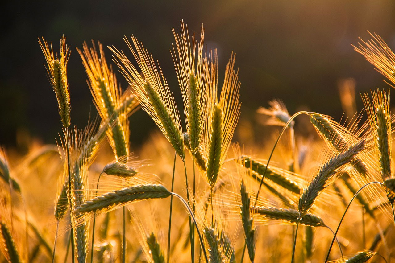 shavuot 23